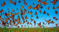 butterflies long migration journey