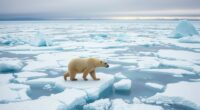 climate change threats to polar bears