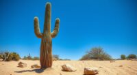 desert survival strategies and adaptations