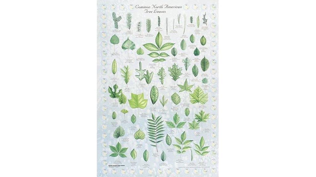 north american leaf identification chart