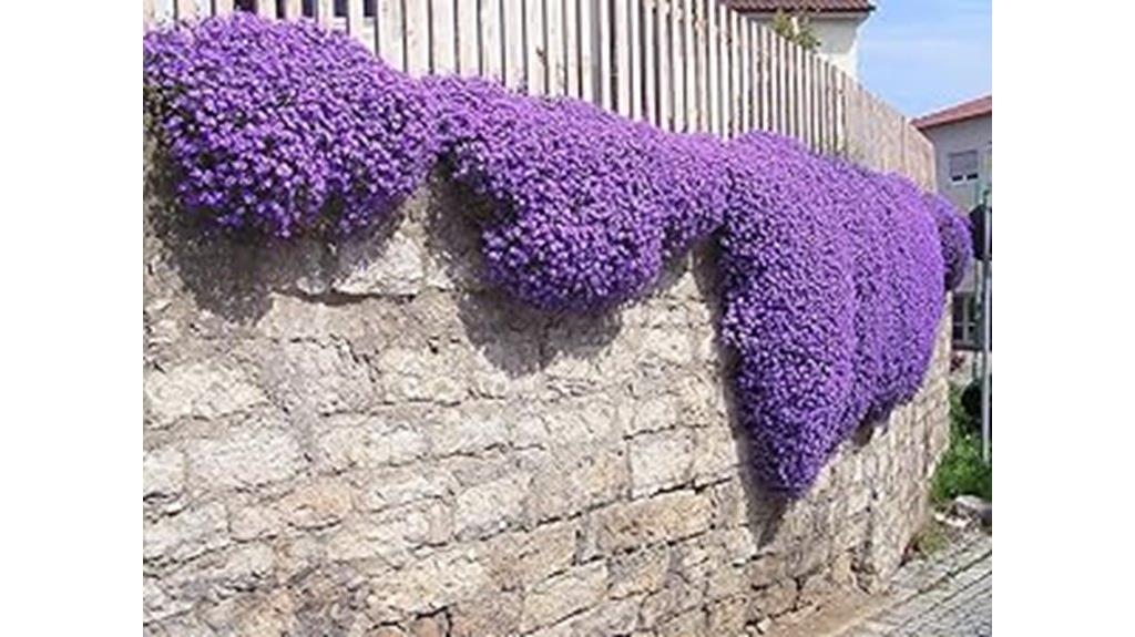 purple aubrieta perennial seeds