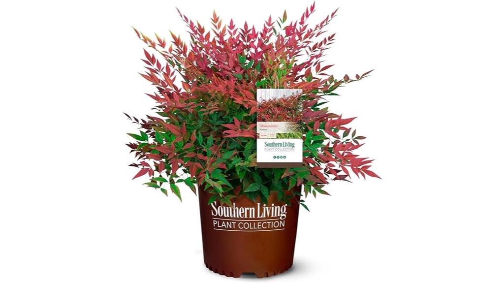 two gallon nandina shrub