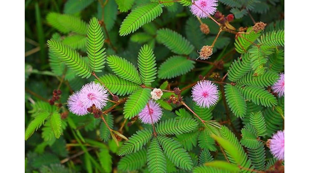 usa mimosa flower seeds