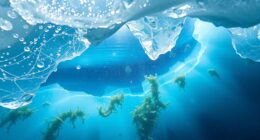 arctic sea ice ecosystem