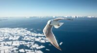 arctic tern s global migration