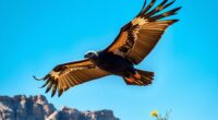 california condor facts