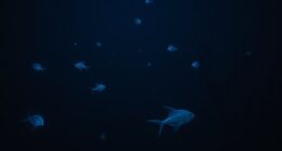 deep ocean twilight ecosystem
