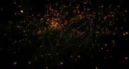 fireflies illuminate summer nights