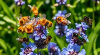 honeybees versus native bees