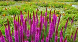 invasive species disrupt ecosystems