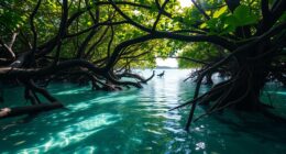 mangroves support fish populations