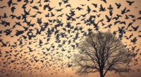 passenger pigeon extinction lesson