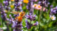 pollinator decline national strategies