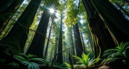 redwood forest ecosystem secrets