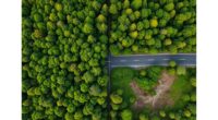 roads dividing ecosystems