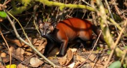 texas secret jaguarundi legend