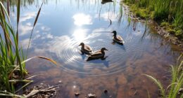 tiny wetlands support wildlife