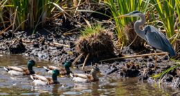 active marsh edge ecosystems