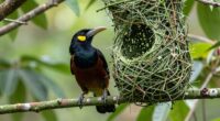 bird nesting upside down