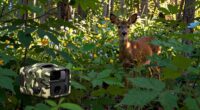 camera traps enhance data collection