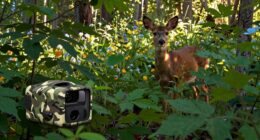 camera traps enhance data collection