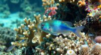 cleaner wrasse facts