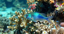 cleaner wrasse facts