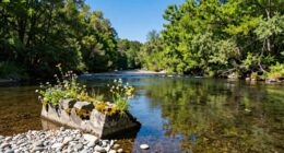 dam removal aids recovery