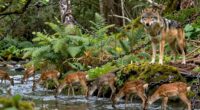 ecological chain reaction