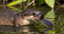 egg laying mammal discovery