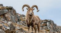 endangered spiral horned goat