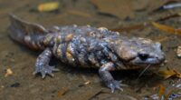 giant salamander endangered species
