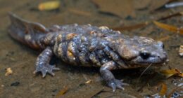 giant salamander endangered species