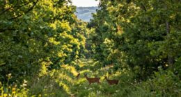 habitat corridors improve movement