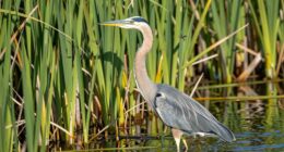heron s patient hunting skills