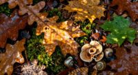 hidden ecosystems under leaves