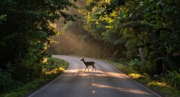 importance of road ecology