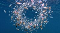 krill s crucial marine role