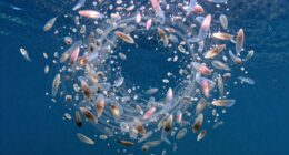 krill s crucial marine role