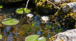 lessons from temporary ecosystems