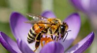 mason bees essential garden pollinators