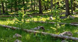 natural ecosystem development process