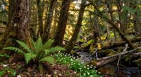 opportunities through forest gaps