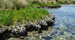 oyster reefs restore coast