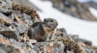 pikas alert climate change