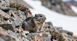 pikas alert climate change