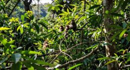 population size impacts survival