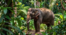 protects diverse ecosystems globally