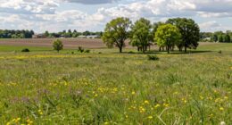 rewilding in human areas