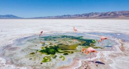 salt flats vibrant ecosystems
